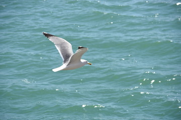 Gaviota volando sobre el mar