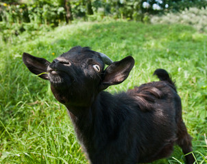 Young funny black goat on green grass