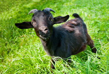 Fototapeta premium Young black goat on green grass