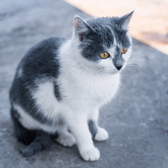 stray cat in the road, Beautiful grey and white cat
