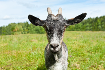 grey goat in a field near forest