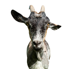 grey goat, isolated on white background