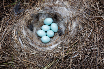 Oenanthe oenanthe. The nest of the Wheatear in nature.