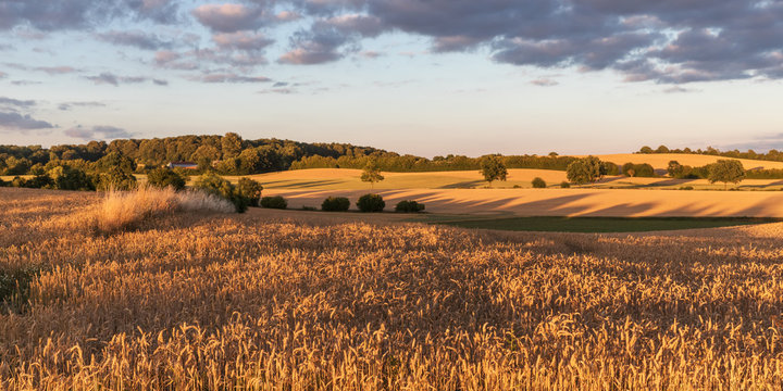 Weizenfeld im Abendlicht bei Malente in der Holsteinischen Schweiz, Schleswig-Holstein