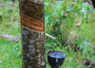 rubber plantation