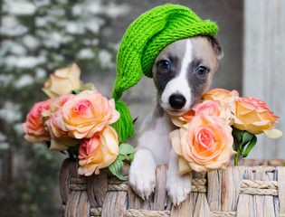 Portrait of puppy Whippet, 2 months old
