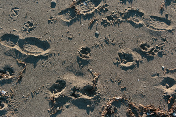 Beach sand texture/ background with human, dog, and gull footprints.