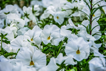 die Stiefmütterchen