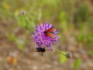 Two red insects on purple flower 