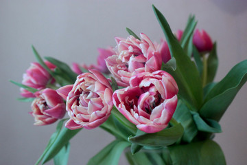 Bouquet of fresh pink tulips on gray background