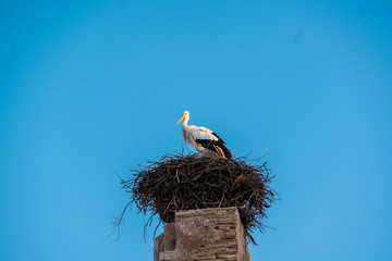Fototapeta premium Storch