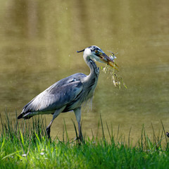 Héron cendré à la pêche 