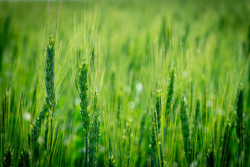 photograph of a wheat field. Young not Mature wheat.