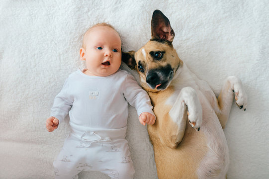 Indoor lifestyle portrait from above of newbhorn baby lying on back together with funny puppy on bed. Adorable couple friendship. Lovely little male child relaxing with dog at home. Carefree childhood