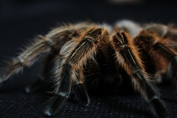 brown spider