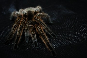 brown spider
