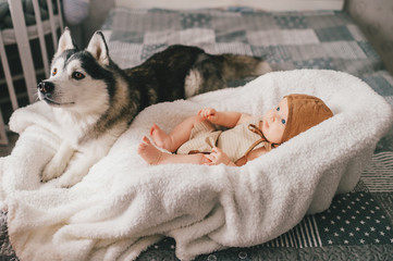 Newborn baby lifestyle soft focus portrait lying on back together with husky puppy on bed at home. Little child and lovely husky dog friendship. Adorable infant funny child in cap resting with pet.