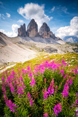 flowering in front of the Tre Cime di Lavaredo Sesto Dolomites