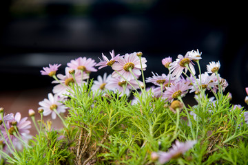 Potted daisies seen from behind on black