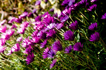 corner's garden with purple daisies in spring