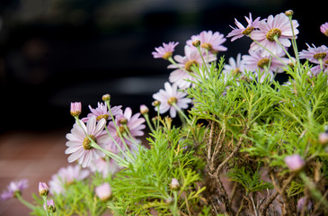 Potted daisies seen from behind on black