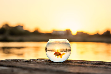Childhood and a happy future. A little girl makes wishes for a goldfish sitting on a pier at the...