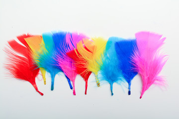 Bright and colourful feathers arranged on a white background