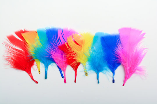 Bright And Colourful Feathers Arranged On A White Background