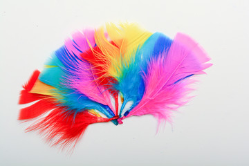 Bright and colourful feathers arranged on a white background