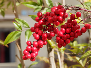 Nandina domestica - Der Himmelsbambus, ein immergrüner Strauch mit rot, gelb, orange und purpur lautbblätter mit rote Beeren
