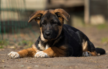 shepherd puppy outdoors