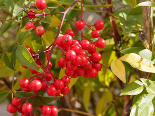 Obraz premium Nandina domestica - Der Himmelsbambus, ein immergrüner Strauch mit rot, gelb, orange und purpur lautbblätter mit rote Beeren
