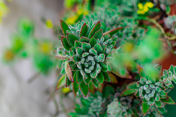 Enfoque en un cactus con gotas de agua