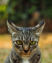 Cute kitty looking something with soft focus for animal pet background, vintage color tone