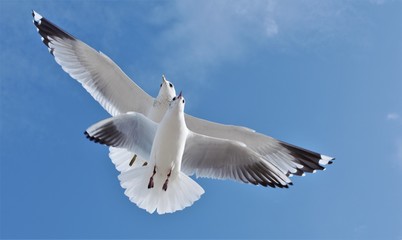 zwei Möwen im Anflug