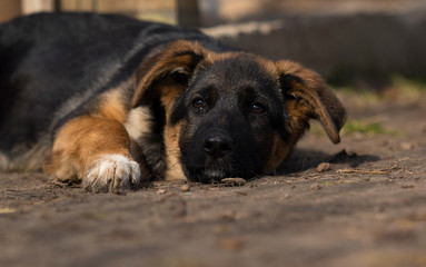 shepherd puppy outdoors