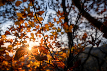 Fototapeta na wymiar autumn leaves in the forest with sunlight on the background. orange autumn background