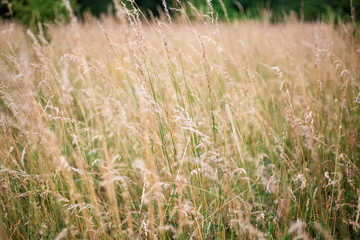 Silhouette grass flowers, Beautiful summer landscape with rural nature