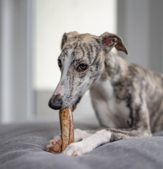 Gebisspflege -  Windhund  / Whippet kaut auf einem Geweihstück - 100% natürlicher Kausnack für...