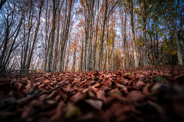 autumn trees in the forest. Beautiful vintage autumn landscape with fallen dry red leaves in beech forest. view from the ground