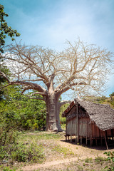 tropical African village in Madagascar, wooden hut and a baobab tree