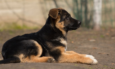 shepherd puppy outdoors