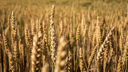 Golden wheat field in summer in Germany, close up ans selective focus. Full frame shot of wheat