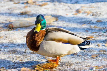 hoto wild ducks. Place for your text.