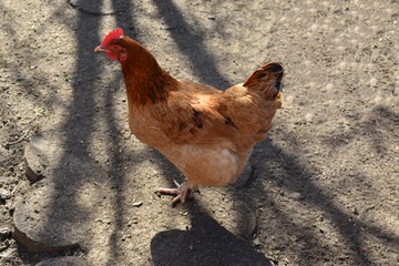 chickens in the aviary