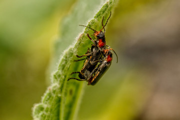 Red Beetle