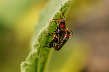 Red Beetle