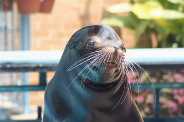 Sea Lion Seal Otter Walrus Show Animal Smiling Oceanic St. Louis Missouri