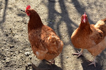 chickens in the aviary