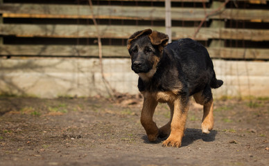 shepherd puppy outdoors